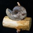 Hoploscaphites Ammonite With Custom Base - SD #16258-3